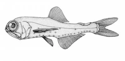 Smallfin lanternfish (Benthosema suborbitale)