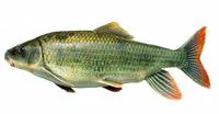 Smallfin redhorse (Moxostoma robustum)