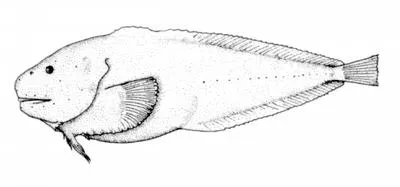 Smallfin snailfish (Careproctus oregonensis)