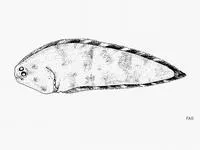 Smallfin tonguefish (Symphurus microlepis)