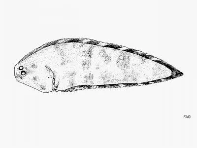 Smallfin tonguefish (Symphurus microlepis)