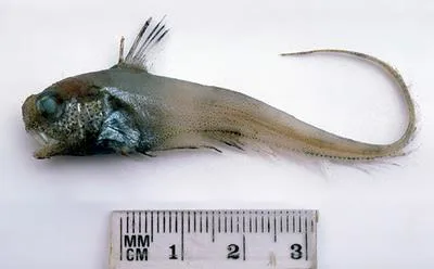 Smallfin whiptail (Lucigadus microlepis)