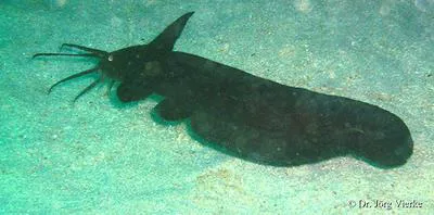 Smallhead catfish (Euristhmus microceps)