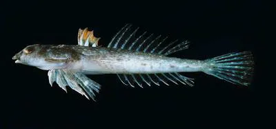 Smallhead dragonet (Callionymus erythraeus)