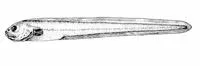 Smallhead eelpout (Lycodapus parviceps)