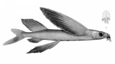 Smallhead flyingfish (Cheilopogon pinnatibarbatus altipennis)