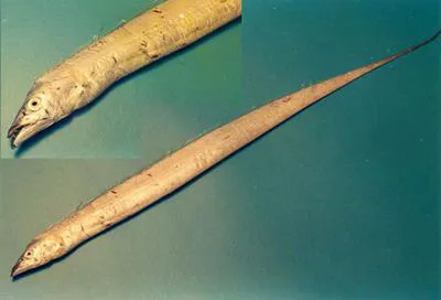 Smallhead hairtail (Eupleurogrammus muticus)