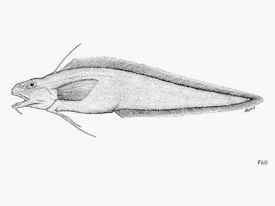 Smallhead moray cod (Notomuraenobathys microcephalus)