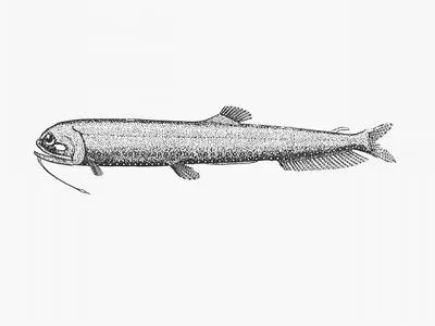 Smallhead snaggletooth (Neonesthes microcephalus)
