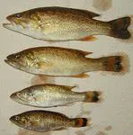 Smallmouth bass (Micropterus dolomieu)