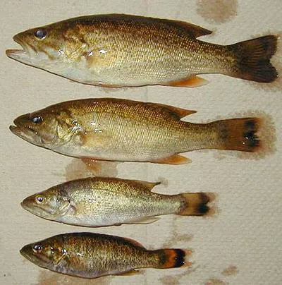 Smallmouth bass (Micropterus dolomieu)