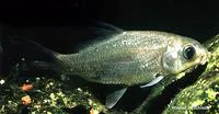 Smallmouth buffalo (Ictiobus bubalus)