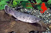Smallmouth electric catfish (Malapterurus microstoma)
