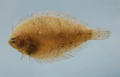 Smallmouth flounder (Etropus microstomus)