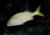 Smallmouth grunt (Haemulon chrysargyreum)