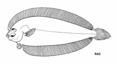 Smallmouth moonflounder (Monolene microstoma)