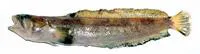 Smallmouth ronquil (Bathymaster leurolepis)