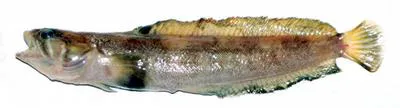 Smallmouth ronquil (Bathymaster leurolepis)