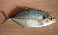 Smallmouth scad (Alepes apercna)