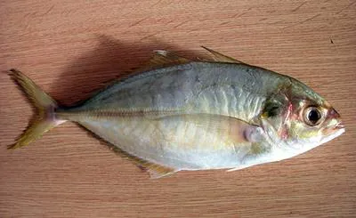 Smallmouth scad (Alepes apercna)