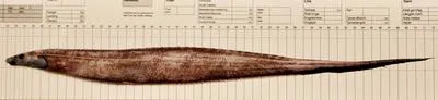 Smallmouth spiny eel (Polyacanthonotus rissoanus)