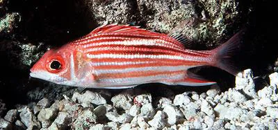 Smallmouth squirrelfish (Sargocentron microstoma)