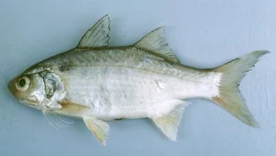 Smallmouth threadfin (Polydactylus microstomus)