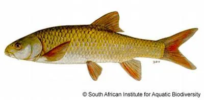 Smallmouth yellowfish (Labeobarbus aeneus)