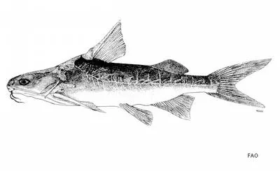 Smallmouthed salmon catfish (Cinetodus froggatti)
