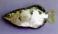 Smallscale archerfish (Toxotes microlepis)