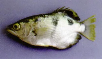 Smallscale archerfish (Toxotes microlepis)
