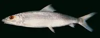 Smallscale bonefish (Albula oligolepis)