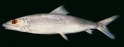 Smallscale bonefish (Albula oligolepis)