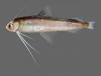 Smallscale codlet (Bregmaceros nectabanus)