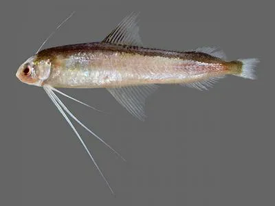 Smallscale codlet (Bregmaceros nectabanus)