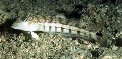 Smallscale grubfish (Parapercis robinsoni)