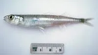 Smallscale hardyhead (Atherinason hepsetoides)