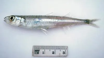 Smallscale hardyhead (Atherinason hepsetoides)