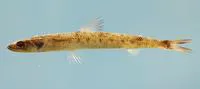 Smallscale lizardfish (Saurida caribbaea)