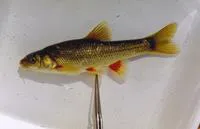 Smallscale redfin (Pseudobarbus asper)