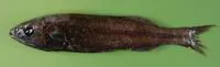 Smallscale searsid (Maulisia microlepis)