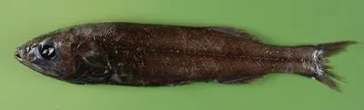 Smallscale searsid (Maulisia microlepis)