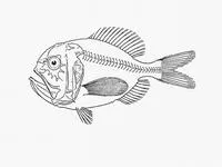Smallscale slimehead (Hoplostethus melanopus)