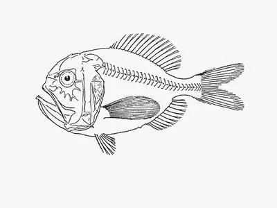 Smallscale slimehead (Hoplostethus melanopus)