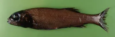 Smallscale smooth-head (Bathytroctes microlepis)