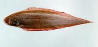 Smallscale tonguesole (Cynoglossus microlepis)