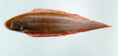 Smallscale tonguesole (Cynoglossus microlepis)