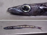 Smallscale waryfish (Scopelosaurus hamiltoni)