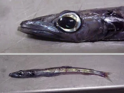 Smallscale waryfish (Scopelosaurus hamiltoni)