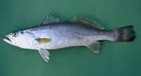 Smallscale weakfish (Cynoscion microlepidotus)
